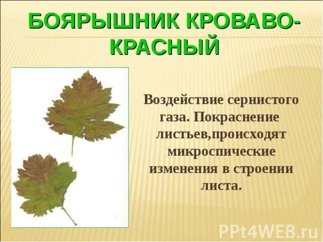 Образование отделительного слоя у листа при листопаде. Изменение окраски у деревьев. Какое изменение произошло с листом. Причины листопада осенью. Почему осенью листья меняют окраску.