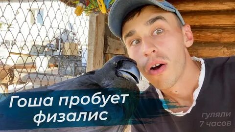 Ворона гоша видео