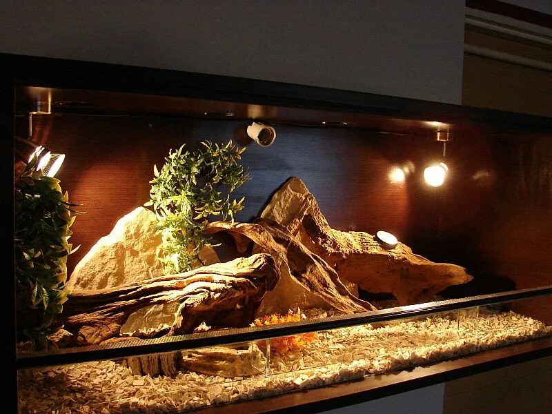 бородатая агама размер терр. террариум для агамы. террариум для бородатой агамы 120ш40в40 лдсп. террариум для бородатой авм. террариум для бородатой агамы.