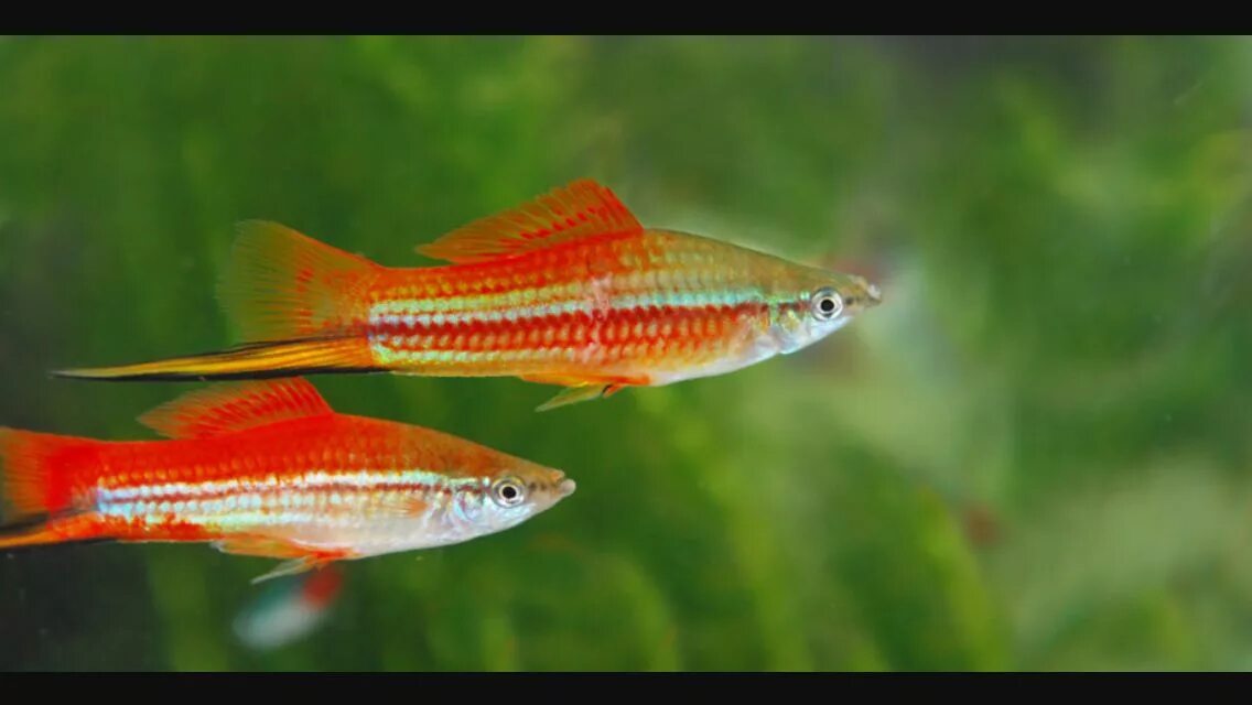Меченосец "золотая комета" xiphophorus hellerii var. Меченосцы аквариумные рыбки. Золотые меченосцы рыбки. Меченосец рыбка самец. Меченосец рыбка.