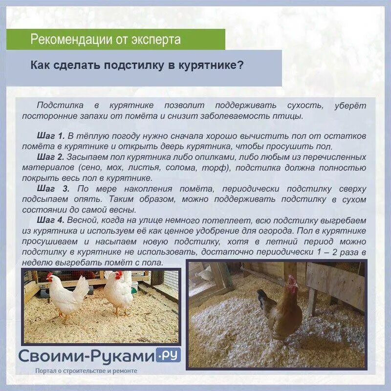 Сколько кормить несушек. Кормление кур. Подстилка для кур в зимнем курятнике. Курятник для несушек. Корм курам несушкам для яйценоскости.