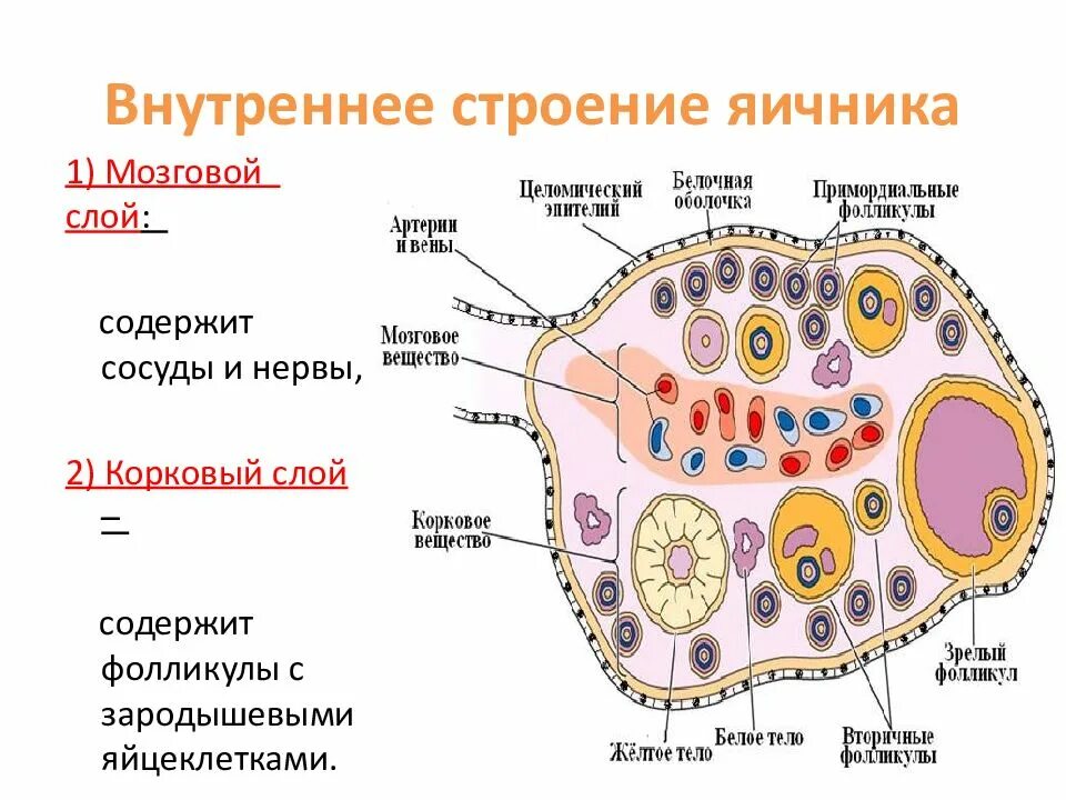 Микроскопическое строение яичника. Зарисовать строение яичника. Внутреннее строение яичника. Внутренне строение яичника. Взаимосвязь яичника