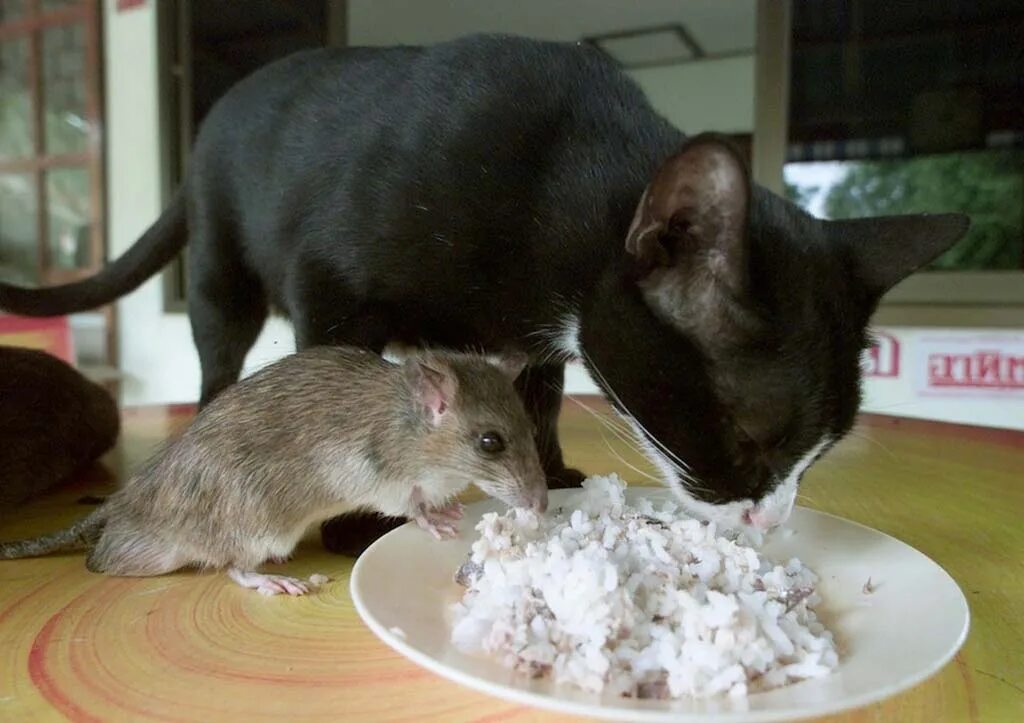 Кот и крыса. Кот и мышка. Крыса с крысятами. Дружба кошки и крысы.