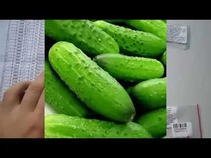 Мягкий огурец можно есть