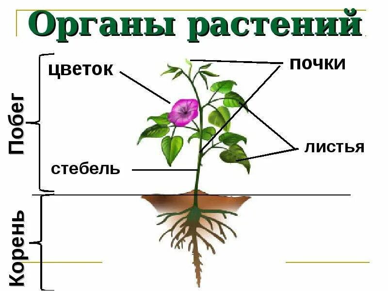 Внешнее строение цветкового. Строение растения. органы цветка. строение растения схема. строение комнатного растения.