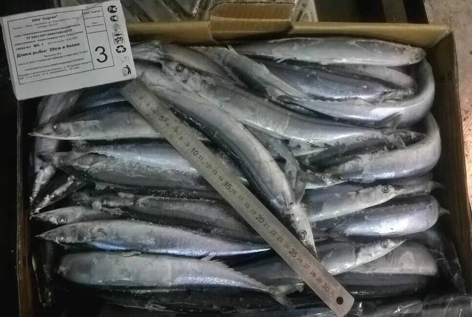 Морская рыба сайра. Рыба сайра замороженная. Продажа сайры свежемороженой. Семейство макрелещуковые сайра. Иваси свежемороженая.