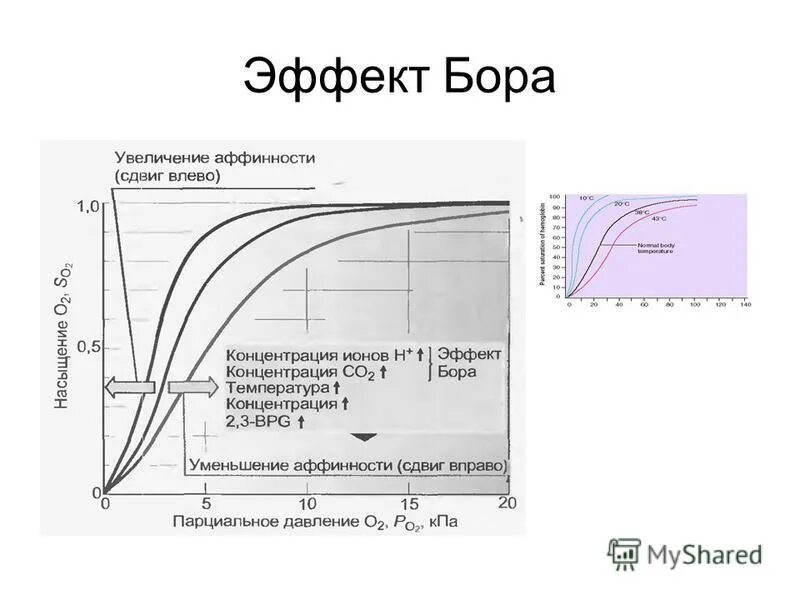 Эффект бора гемоглобин. Эффект вериго - бора. Эффект вериго - бора. Эффект бора биохимия. Эффект бора биохимия.