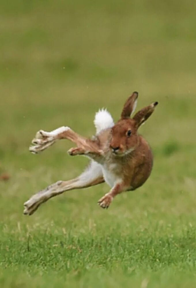 Заяц Русак бежит. Заяц прыгает. Заяц убегает. Кролик прыгает.