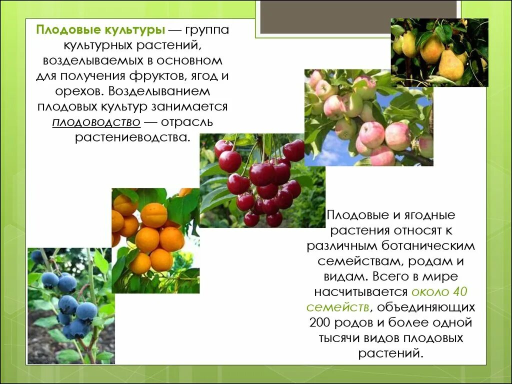 Что относится к плодовым. Плодовые культурные растения. Плодово-ягодные культуры. Культурные плодовверастения. Плодово ягодные культурные растения.