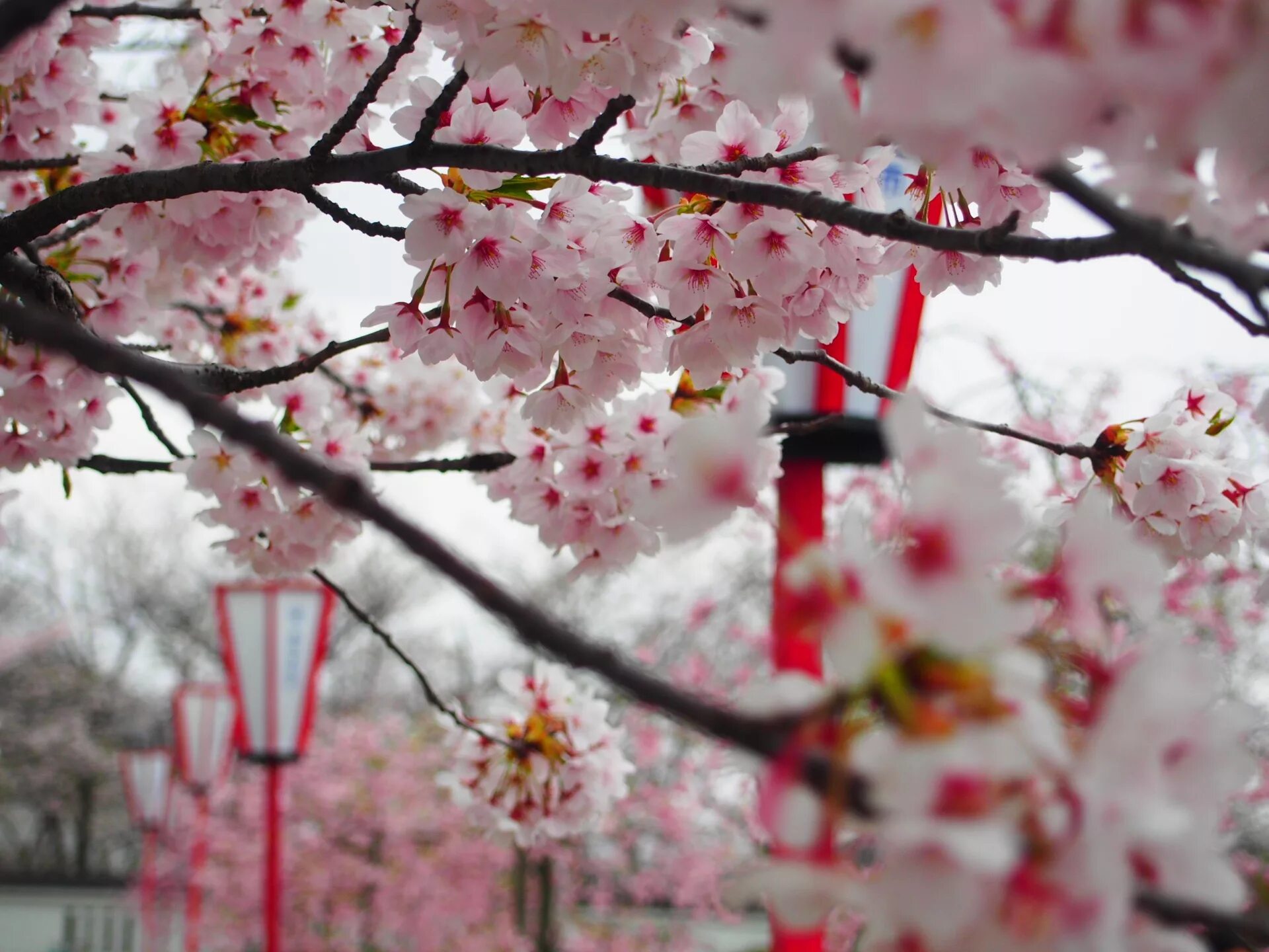 Япония Сакура. Китайская вишня Сакура. Цветение вишни в Китае. Японская Дикая вишня Сакура. День цветущей сакуры