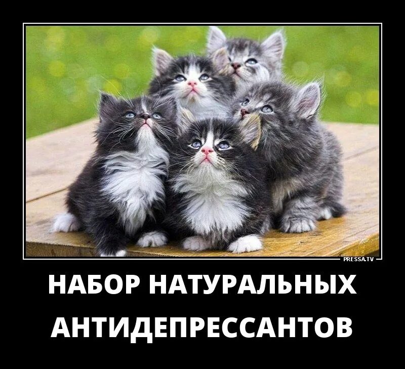 Котик антидепрессант. Коты антидепрессанты. Прикольные коты. Антидепрессанты для кошек. Коты лучшие антидепрессанты.