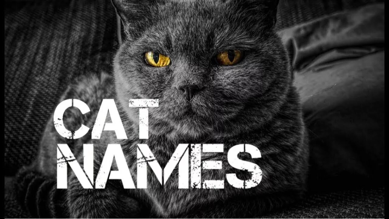 I m a cat. Cat names. нейм из кэтс. m cat. i&#039;m cat.