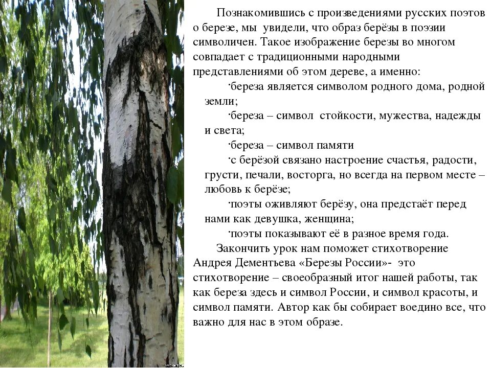 Рассказ родные березы. Произведение береза. Образ березы в русской литературе. Описание русской березы. Образ березы в стихотворениях.