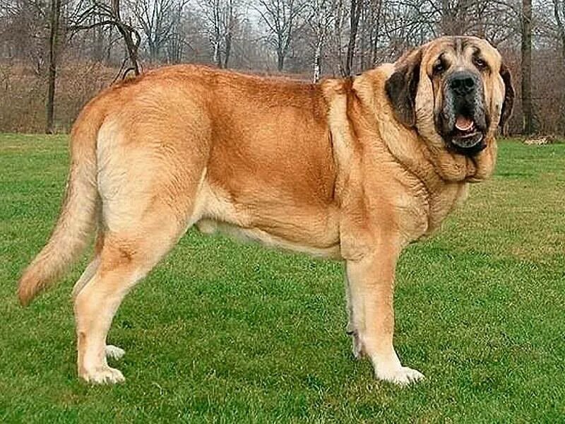 Название крупных собак. Испанский мастиф. Мастиф Зорба. Испанский мастиф собака щенок. Испанский мастиф стандарт породы.