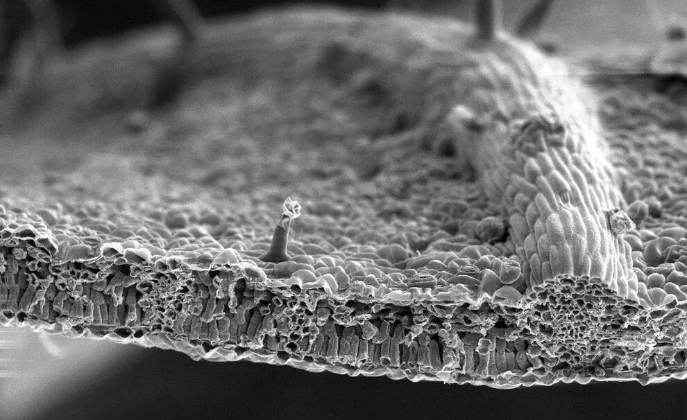 Плотный раскрытый. Микроскопия Сэм микрофотографии. Клеточная мембрана растения под микроскопом. Цитоплазматическая мембрана микрофотография. Электронный микроскоп микрофотографии.