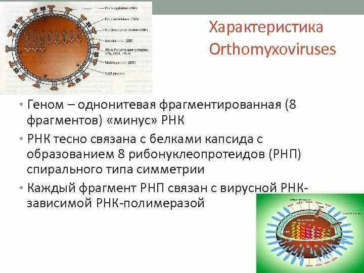 Минус рнк вирусы. Вирусы с фрагментированным геномом. Фрагментированная РНК вируса. Ортомиксовирус геном.