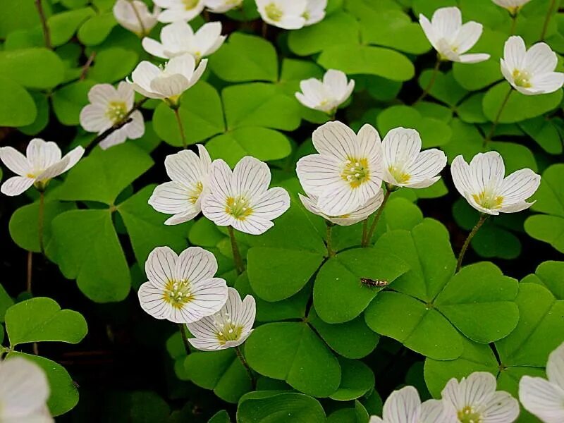 Кислица обыкновенная. Кислица Oxalis acetosella. Кислица заячья капуста. Кислица в тайге.