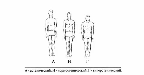 Телосложение нормостеническое астеническое гиперстеническое