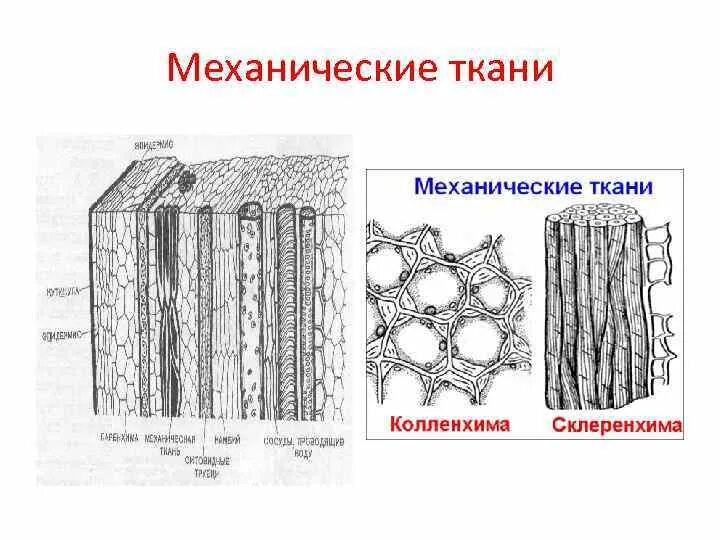 Ткани растений рисунок. Механическая ткань растений рисунок строение. Строение механической ткани растений. Строение клеток механической ткани растений. Строение ткани растений механическая ткань.