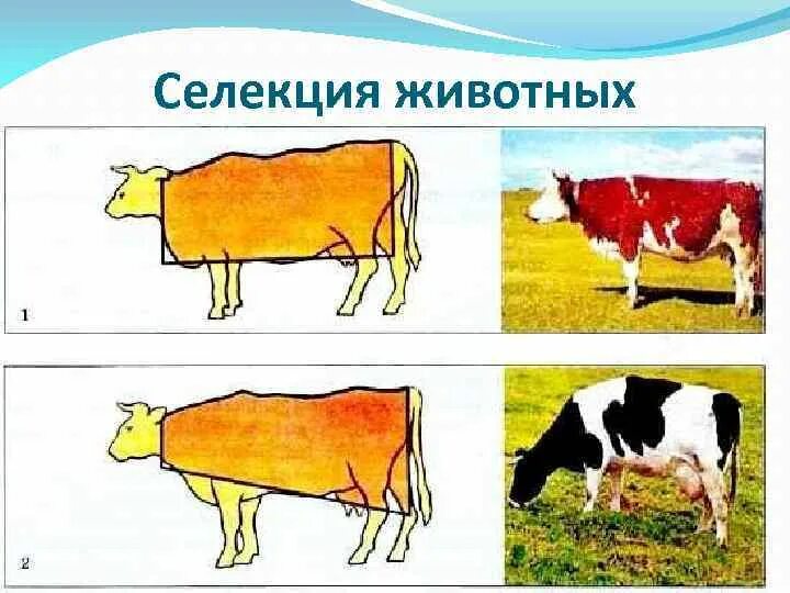 Селекция животных экстерьер. Селекция рогатого скота. селекция крупного рогатого скота. отбор селекции коровы. селекция животных отбор.