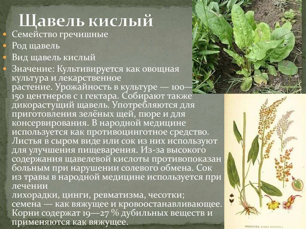 Вылечил корень