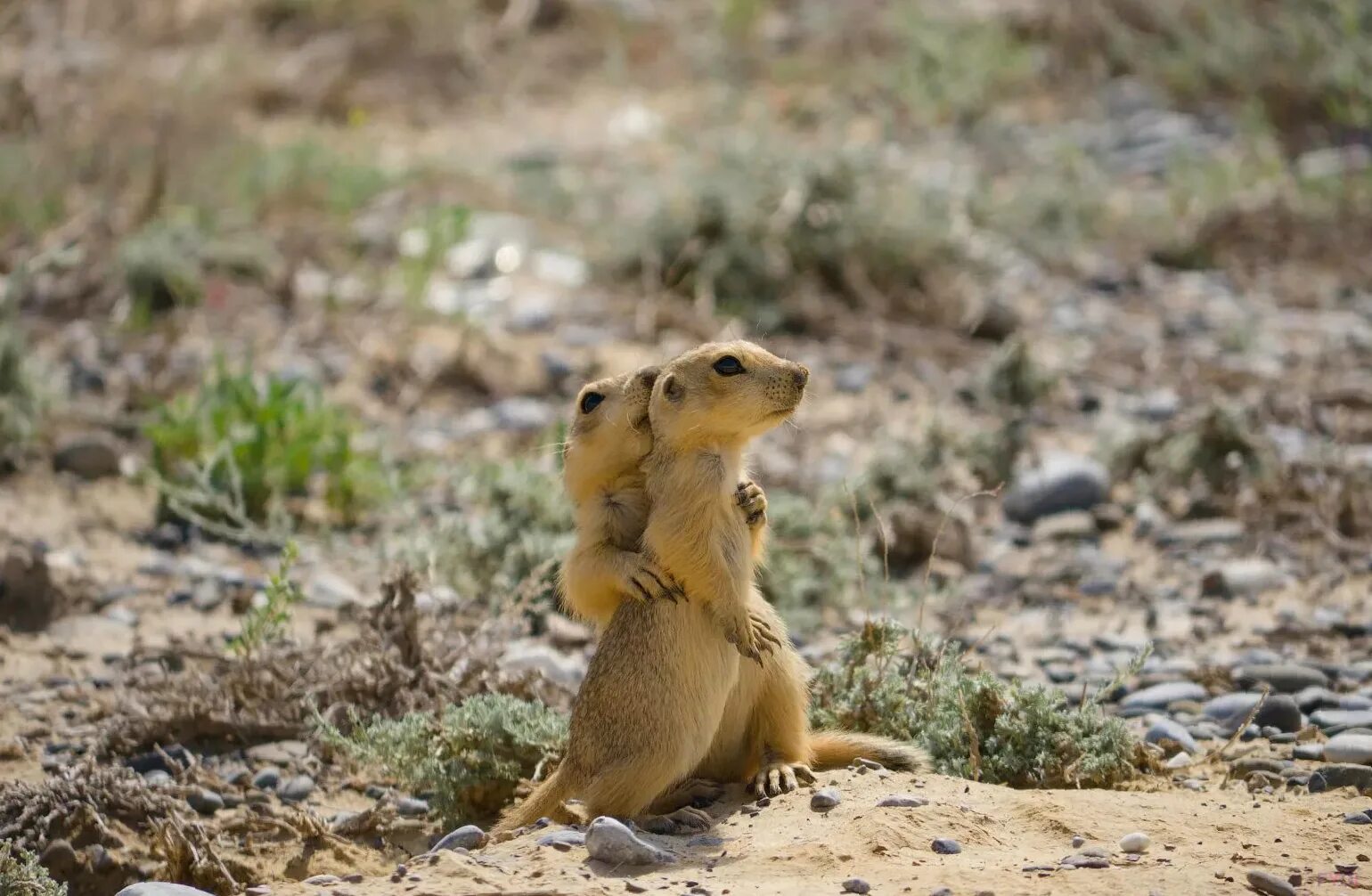 Водятся суслики. Тонкопалый суслик. Желтый суслик Spermophilus fulvus. Крапчатый суслик. Суслик-песчаник желтый.