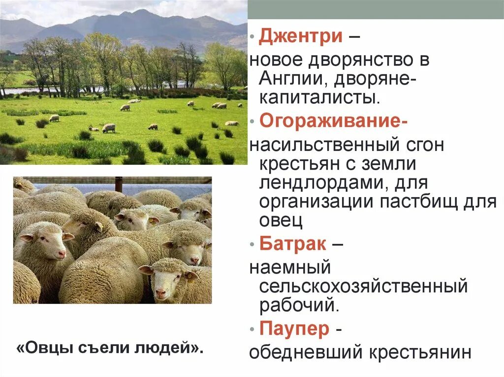 Новое дворянство в англии. Новое дворянство Джентри в Англии это. Огораживание в Англии. Огораживания в Англии 16 век. Огораживание общинных земель в Англии.