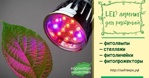 Вредна ли фитолампа для человека