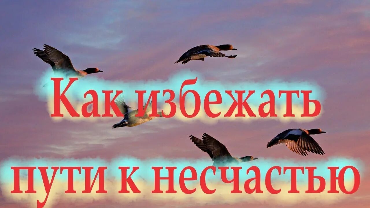 Но нет сил противиться судьбе. Но нет сил противиться судьбе