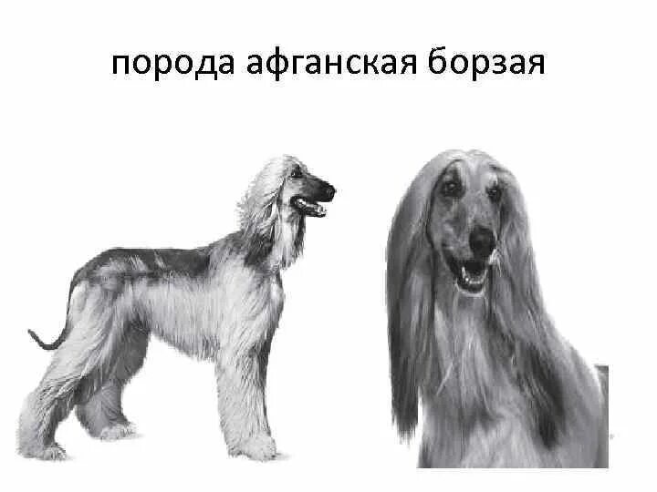 Собак рассматривала