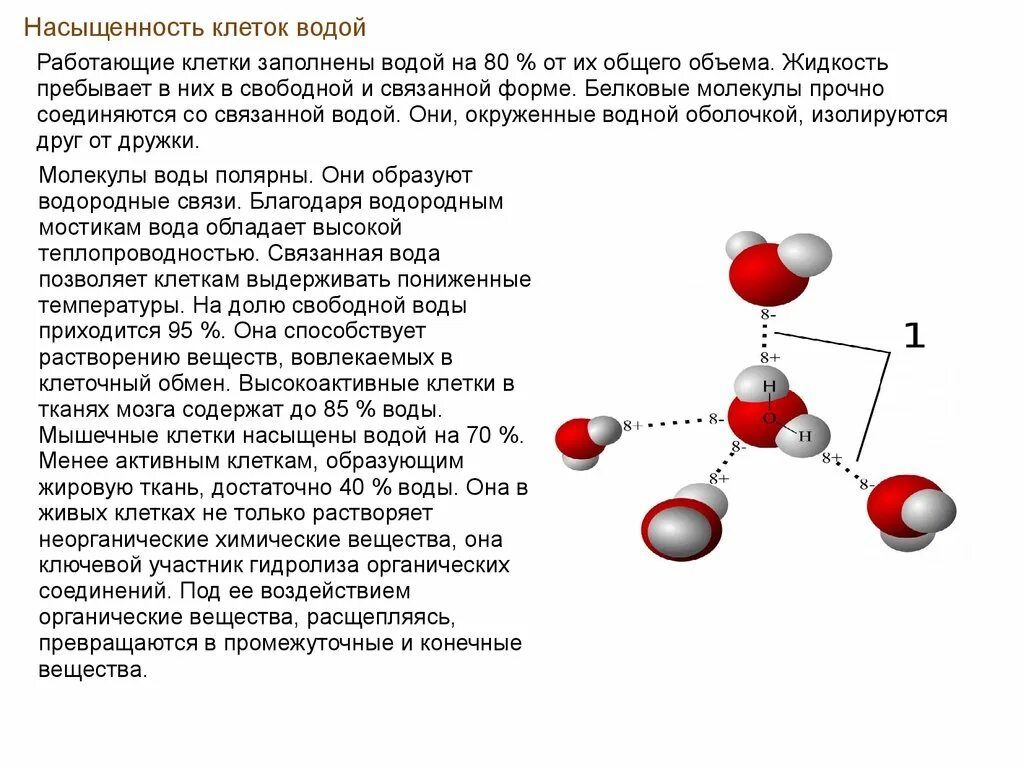 Свободная и связанная вода