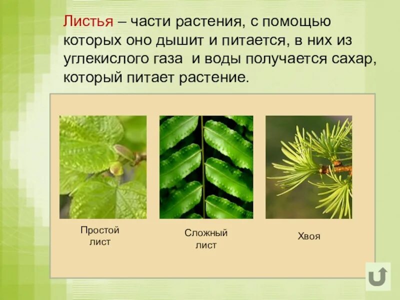 Какие функции выполняют листья в организме растений. Листья растений. лист растения для презентации. лист орган растения. лист растения листьев.