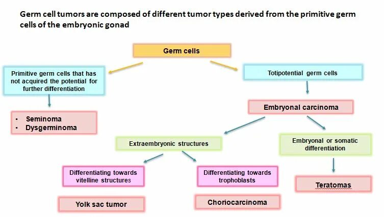 Germs перевод. Germ Cell tumor classification. Germ Cell neoplasms.