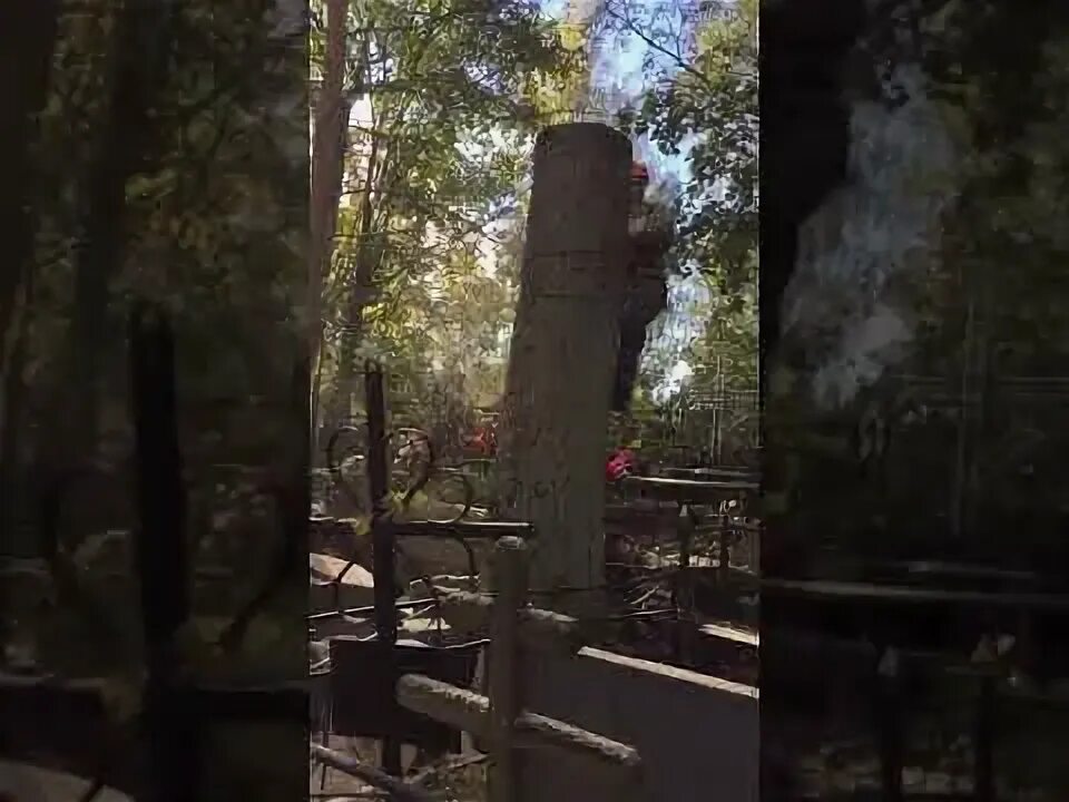 Кто спиливает деревья на кладбище. Пестяки спил деревьев на кладбище. Кладбище в евпатории спил деревьев. Кладбище кречевицы великий новгород. Кто спиливает деревья на кладбище.