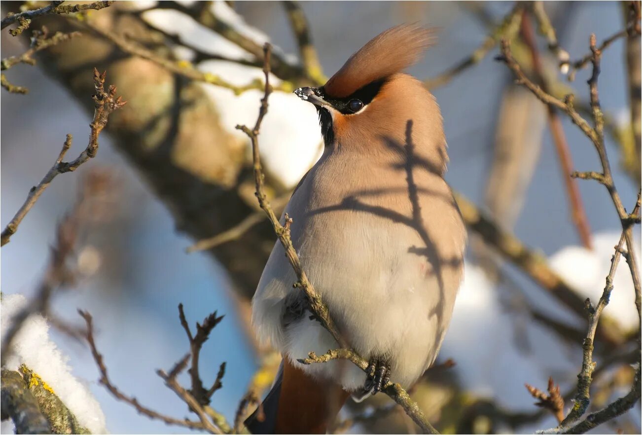 свиристель без хохолка птица. свиристель без хохолка птица. хохлатая свиристель. свиристель без хохолка птица. птица похожая на свиристель но без хохолка.