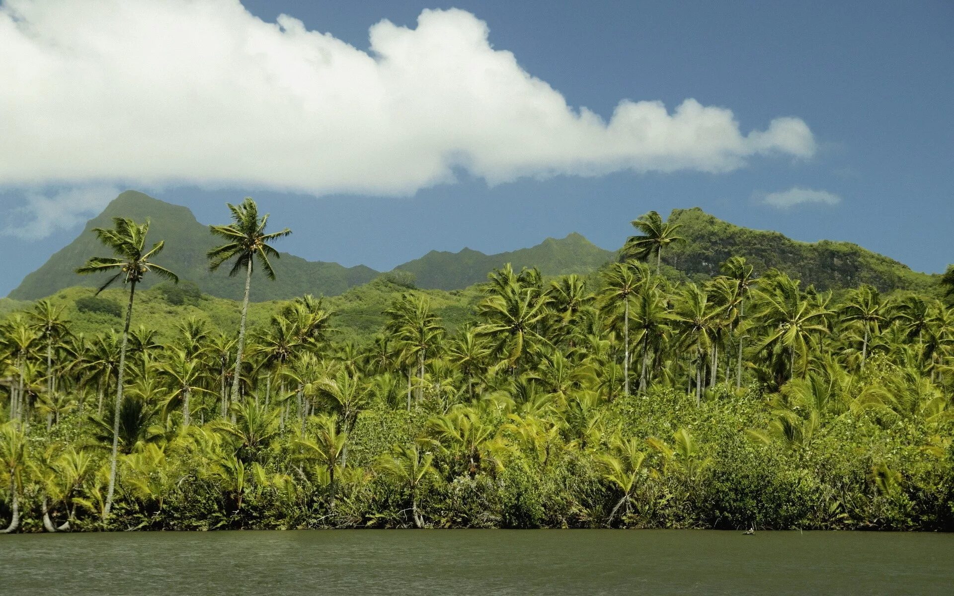Остров плантация. Кокосовая Пальма Папуа новая Гвинея. Остров джунгли. Тропический лес. Пальмы в тропических лесах.