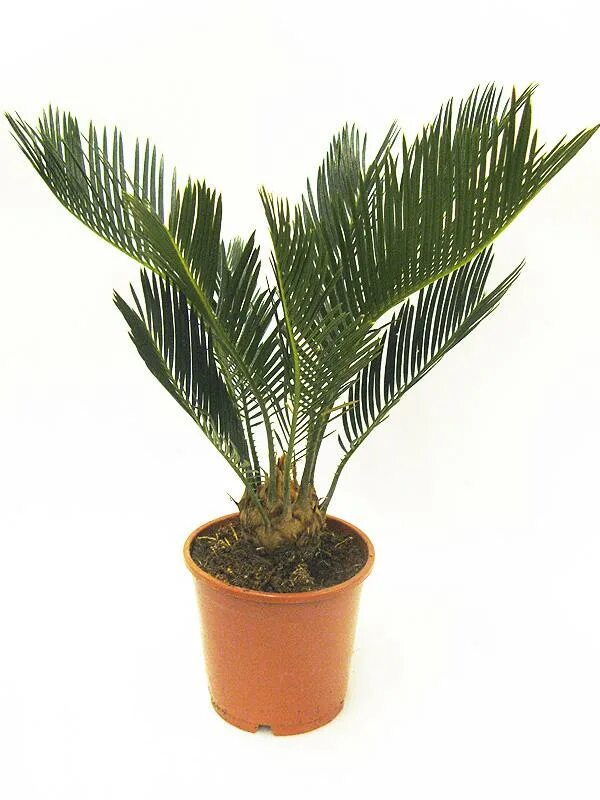 Цикас революта cycas revoluta d12см