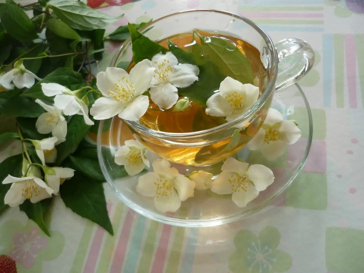Зеленый чай утром. Чубушник для чая. Жасминовый Лин.