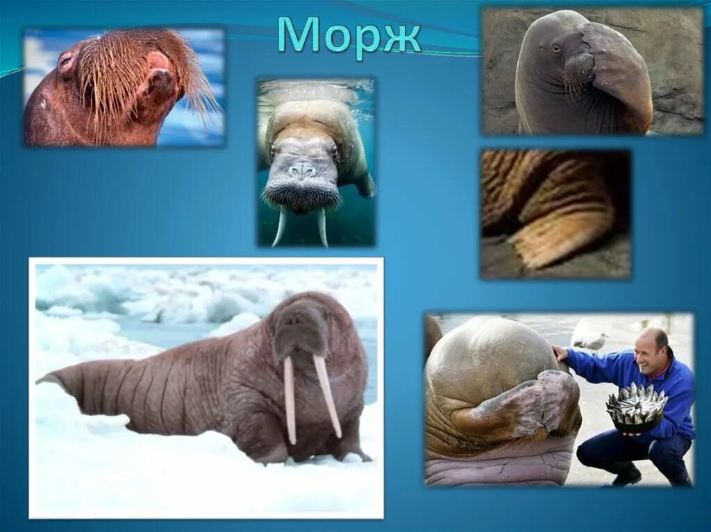 Морж 1 класс