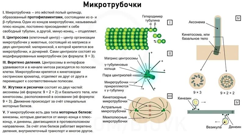 Состоит из микротрубочек и центросферы. Центр организации микротрубочек. строение микротрубочек.