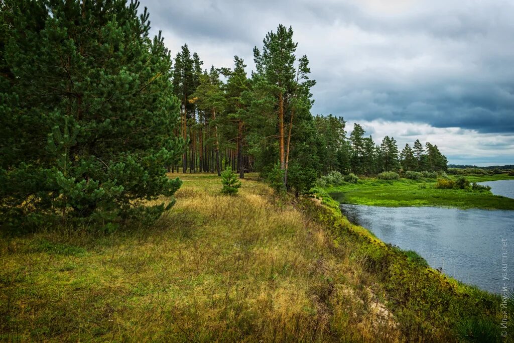 Река молога пестово. Река молога тверская. Река молога в максатихе. Река молога тверская. Река молога сплав.