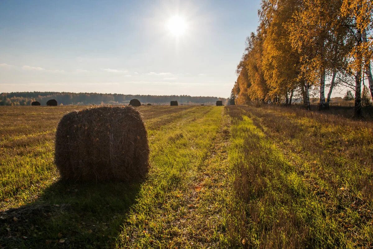 Конец сентября диктант. Трава поле осень. Конец сентября диктант. Осеннее поле. Сентябрь поле.