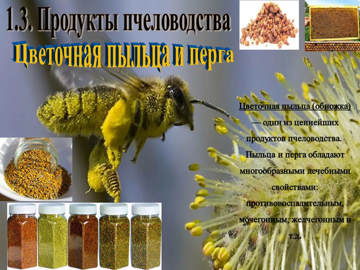 Список пыльца. Цветочная пыльца и перга. Продукты пчеловодства. Пыльца пчелиная. Пыльца обножка.