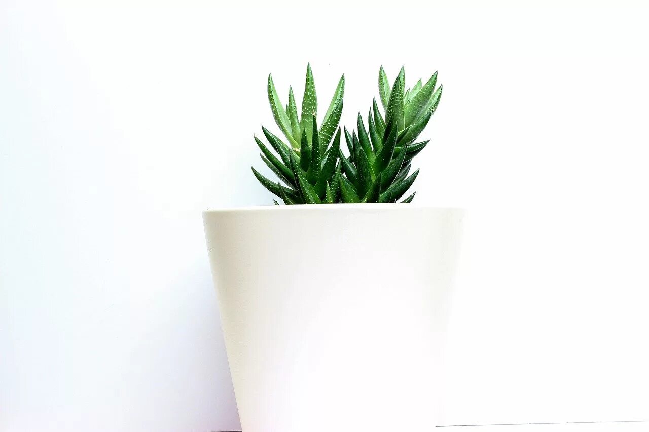 White plant