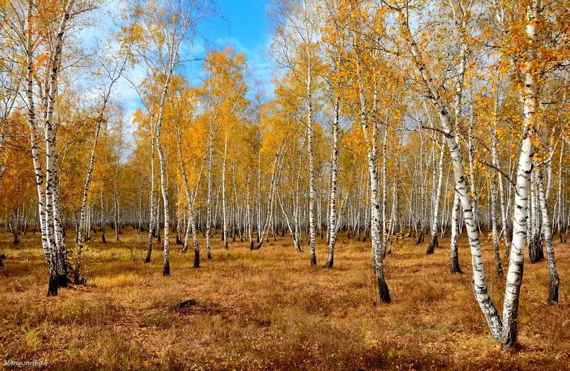 Красуются березки. Берёзовая роща Коломна. Октябрьская роща. Осенний березовый лес. Осенняя Березовая роща для детей.