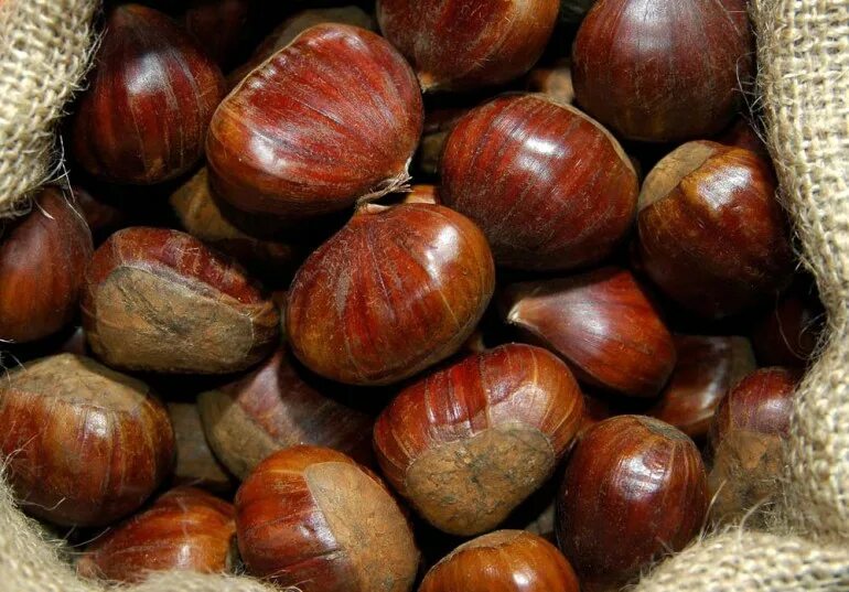 Фундук азербайджан 17 калибр. Бакинский орех. Бакинский орех. Экзотические орехи. Сирийские орехи.