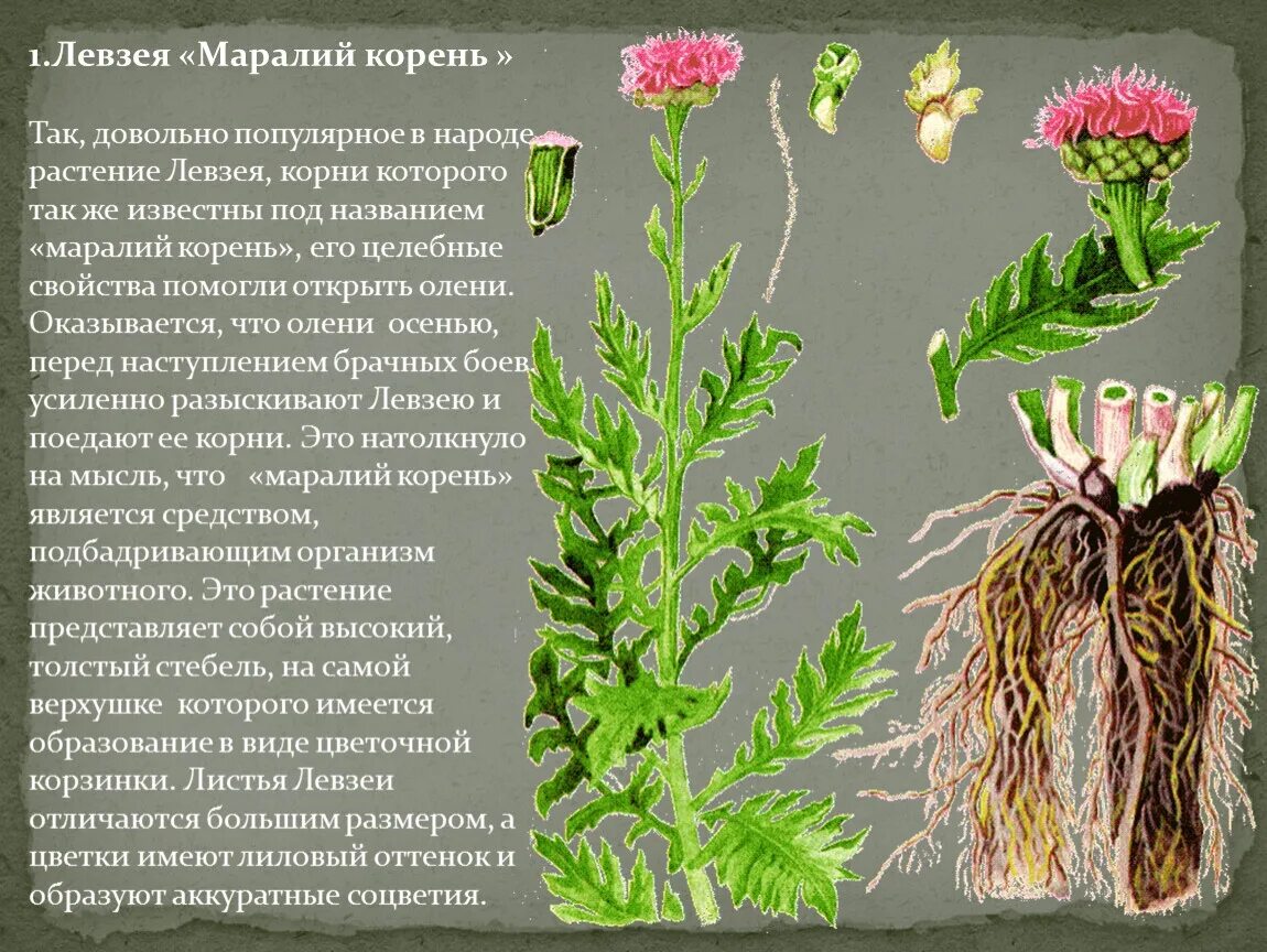 Рапонтикум (левзея) сафлоровидный. Левзея для чего применяется. Левзея сафлоровидная (маралий корень) – rhaponticum carthamoides (willd. Левзея сафлоровидная экстракт жидкий. Левзея сафлоровидная.