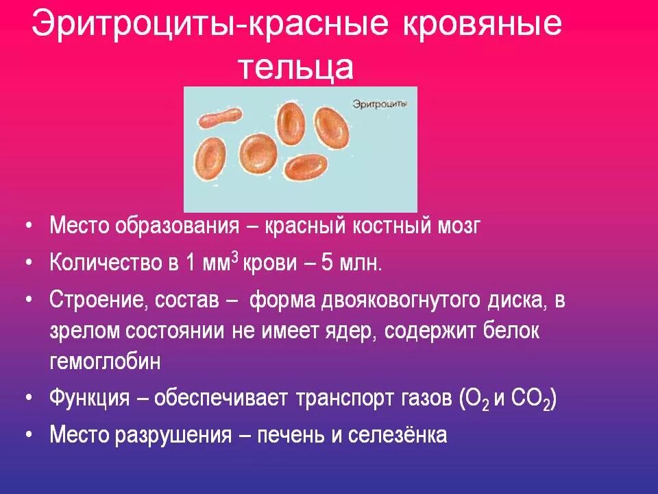 Выработка эритроцитов. Место образования эритроцитов. Эритроциты место образования и разрушения. Место формирования эритроцитов. Место образования крови человека.