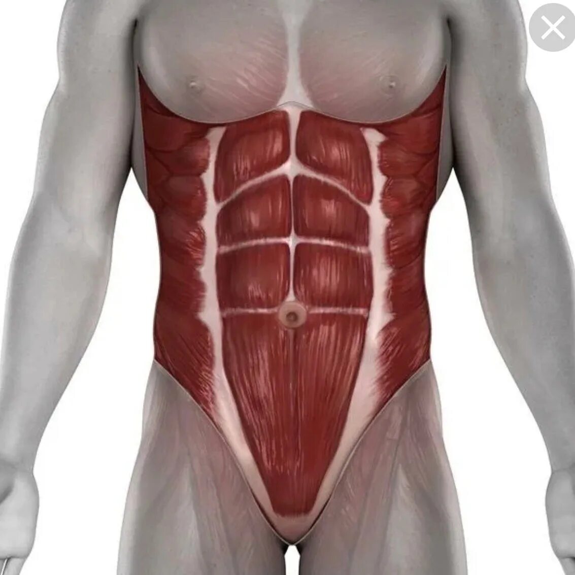 Сильно болит пресс. Rectus abdominis. Obliquus externus abdominis. Musculi abdominis. Мышцы брюха анатомия.