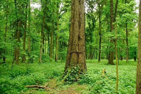 Национальное дерево беларуси